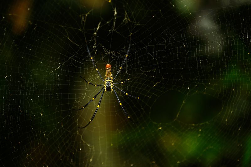 Где-то а джунгляхphoto preview