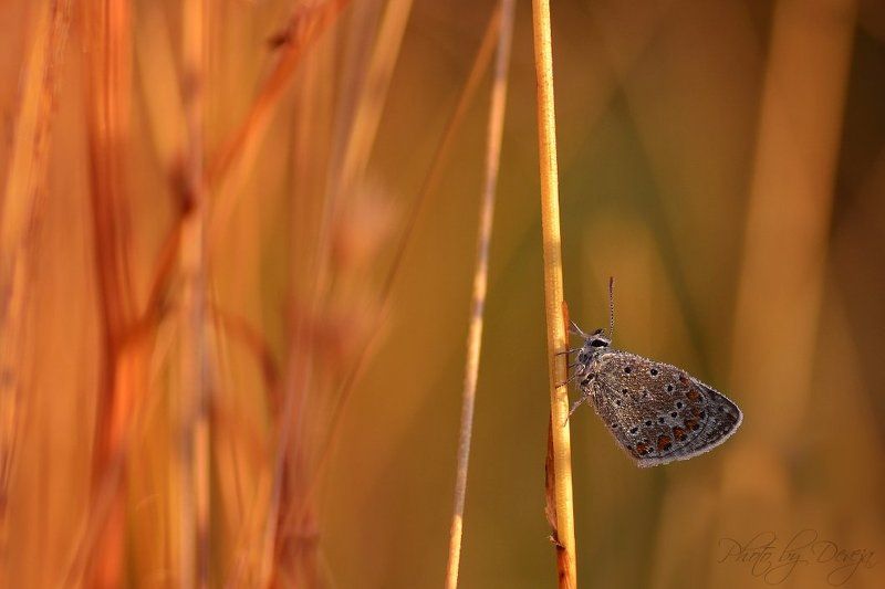 nature мой маленький другphoto preview
