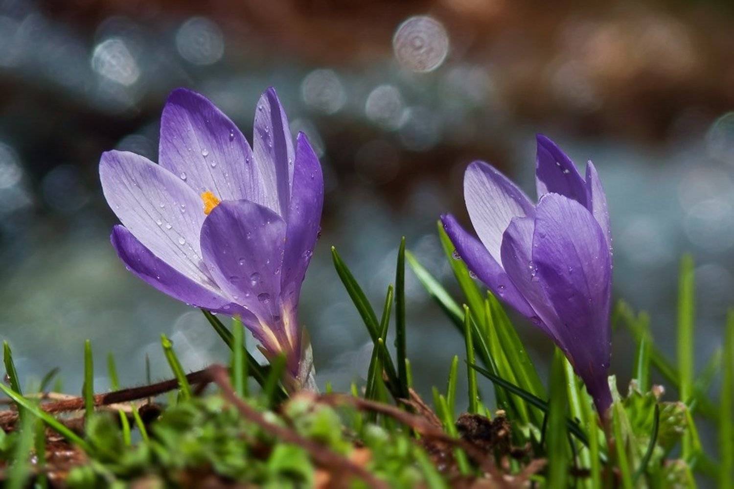 Автор: Svetoslav Georgiev , Svetoslav Georgiev