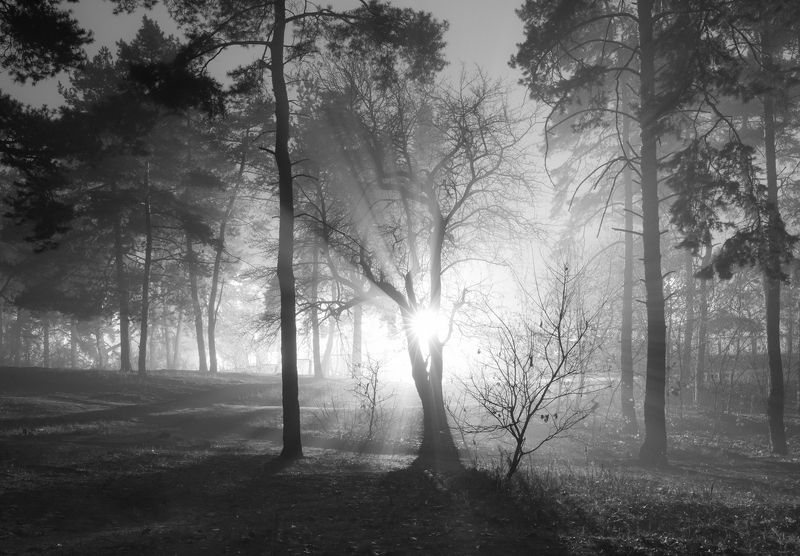 лес осень ноябрь туман город ночь Привычный мир стал призрачным и страннымphoto preview