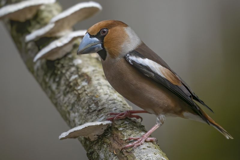 Обыкновенный дубонос (Coccothraustes coccothraustes) Обыкновенный дубонос (Coccothraustes coccothraustes)photo preview