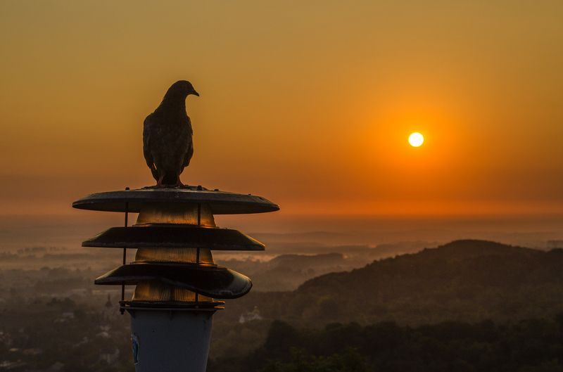 рассвет, солнце, голубь, пейзаж, природа, небо Голубь, встречающий рассветphoto preview