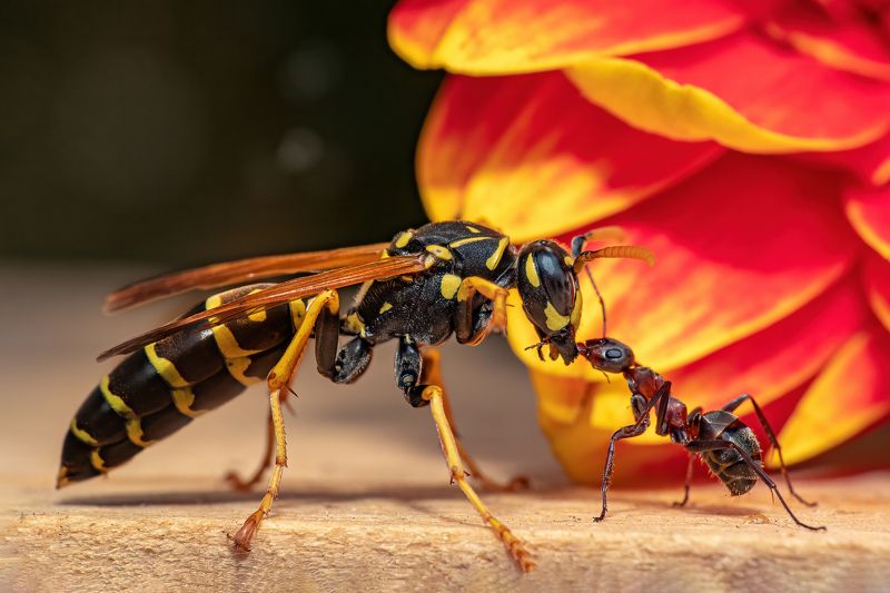 insect, wasp, ant, animal, fauna Ant-Man and the Waspphoto preview