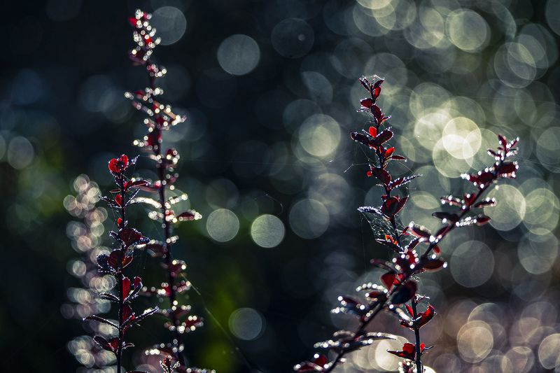 утро, мороз, барбарис Морозным утромphoto preview