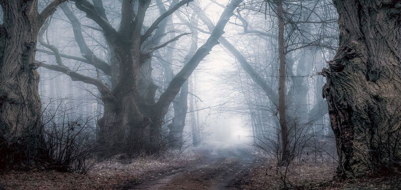 forest, autumn 2021, fog, forest road, human, light, dawn, atmosphere, forest landscape, nature, frost Man in a misty autumn forestphoto preview