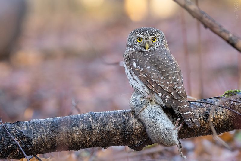 воробьиный сыч \