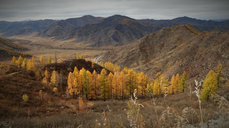 природа,осень,алтай,лиственницы,горы Лиственницы на перевалеphoto preview