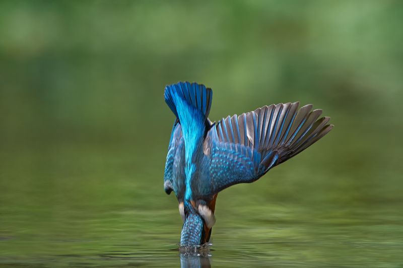 nature, wildlife, birds ***photo preview