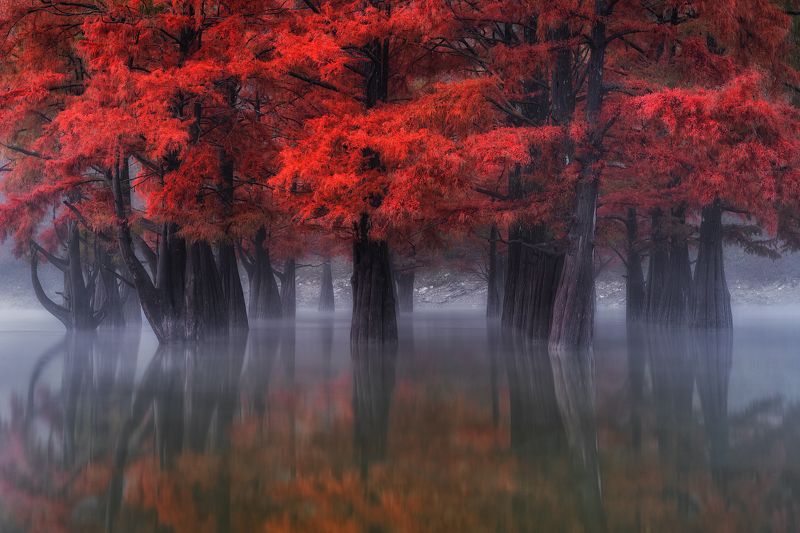 #россия #кипарисы #озеро #сукко #осень #лес Кипарисы на озере Сукко.photo preview