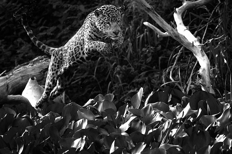 охотник фото превью