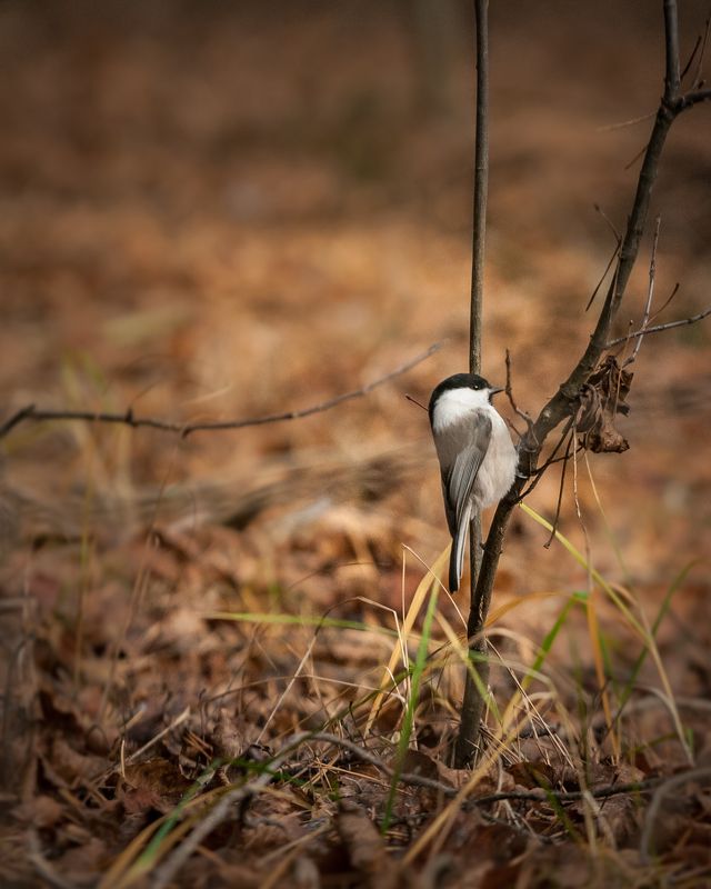 Маленькие прелестиphoto preview