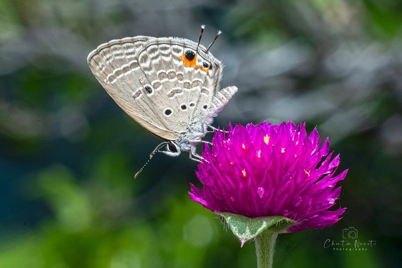 Butterfly, flower, nature, outdoor, insect, animal, small Butterfly and flower in the gardenphoto preview