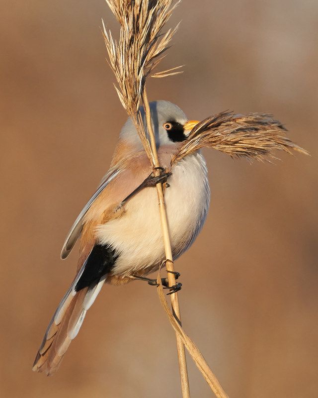 Синица усатая (южный берег Финского залива, ноябрь 2021)photo preview