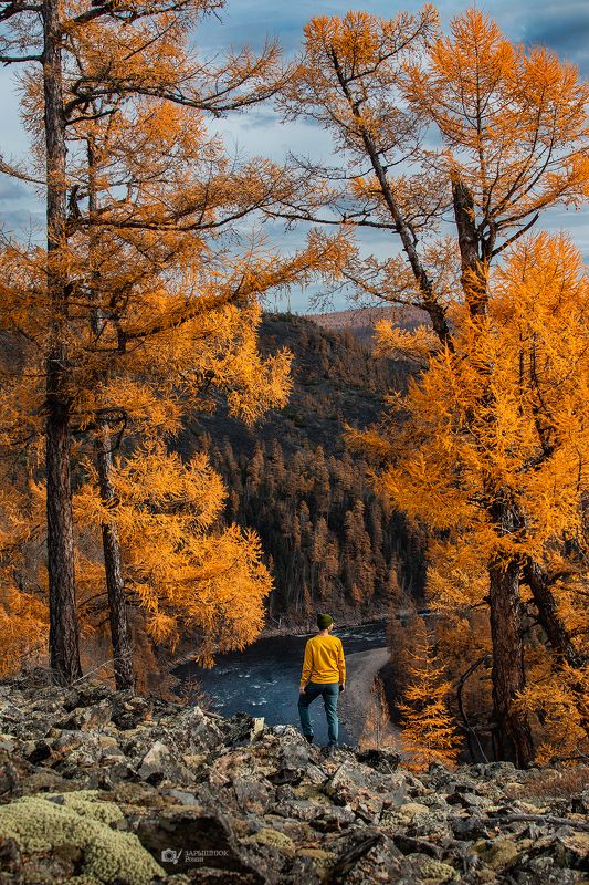 осень якутия желтый природа пейзаж ? ? ?photo preview
