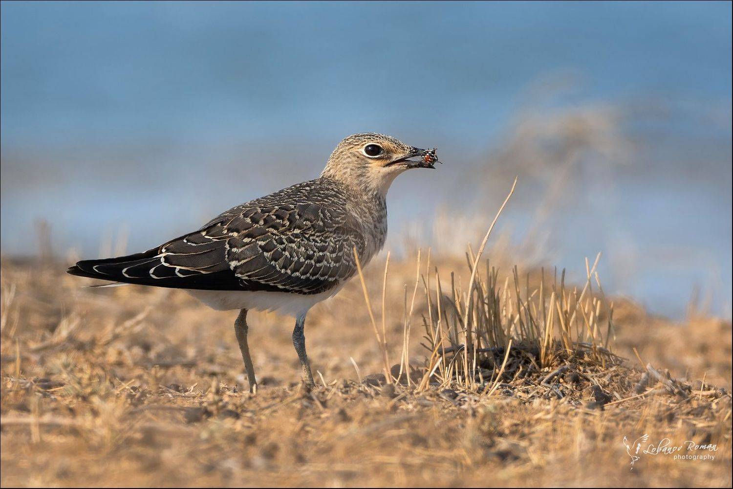 * * *. Автор: Lobanov Roman , Lobanov Roman