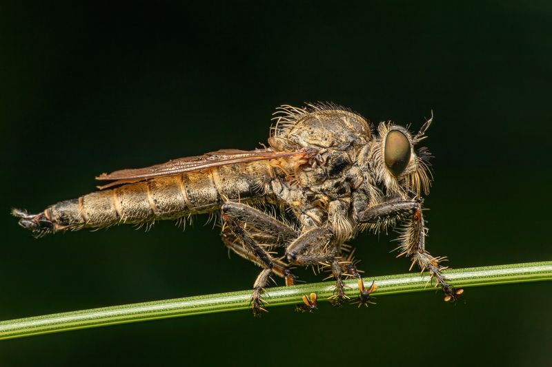 fly, predator, macro, fauna, insect, portrait,  Predator Flyphoto preview