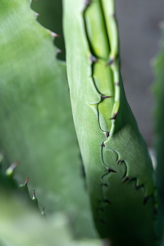 Aloe Veraphoto preview