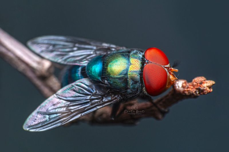 fly, insect, animal, macro, small, focus, outdoor, nature, natural, beauty Flyphoto preview