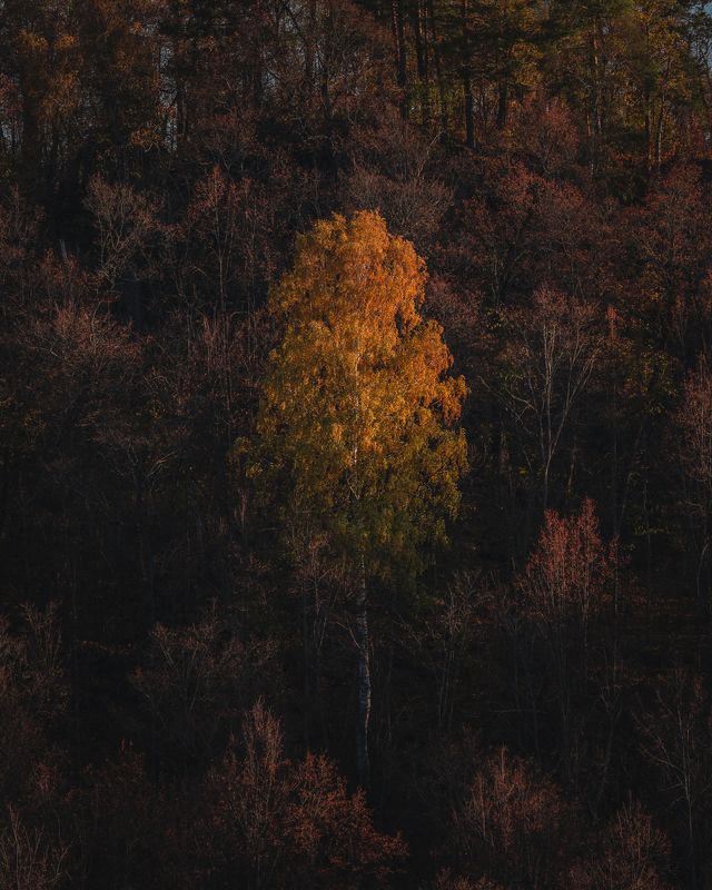 в окруженииphoto preview