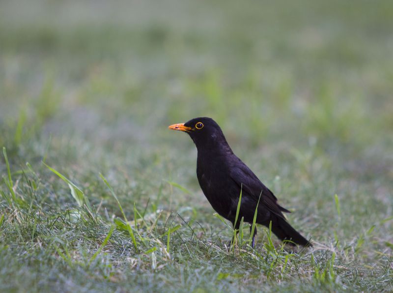 Черный дроздphoto preview