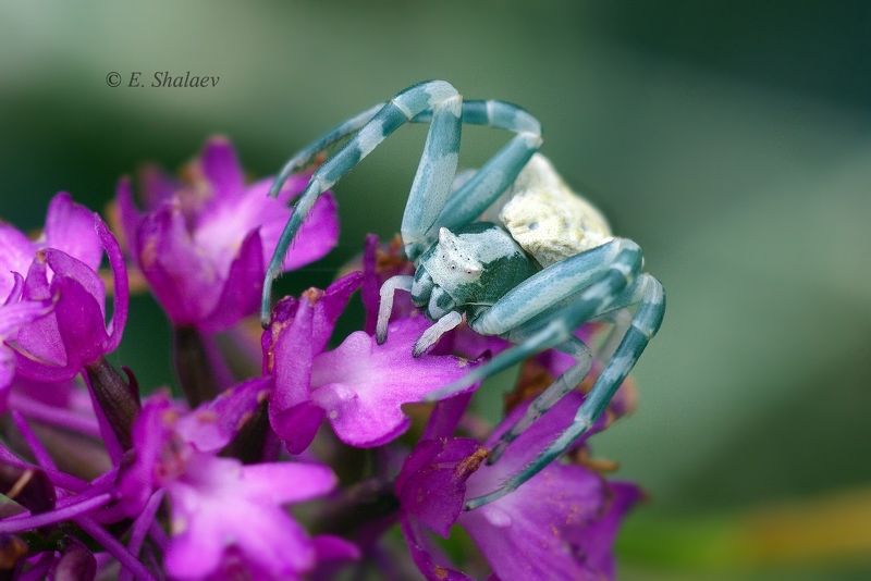 паук ,макро,томизус наполненный , thomisus onustus Томизус наполненный - Thomisus onustusphoto preview
