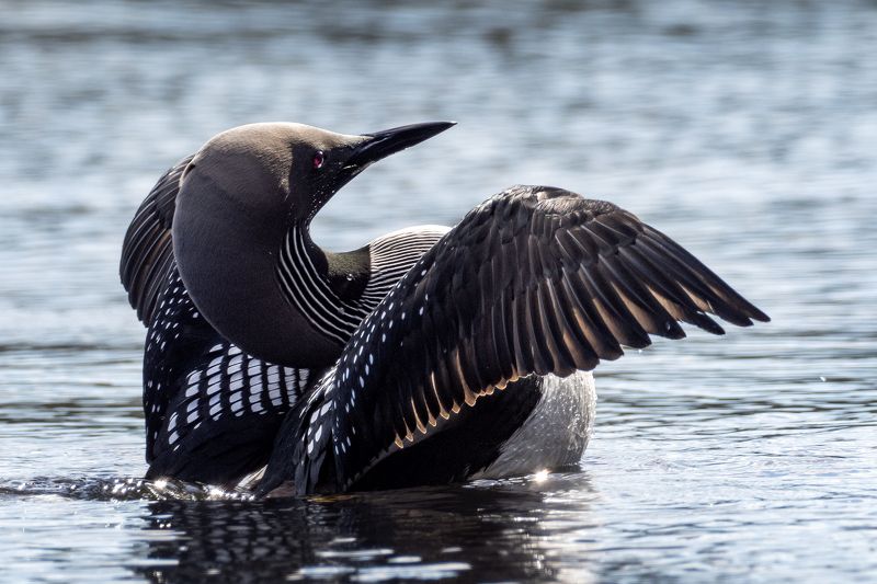 Bird photographyphoto preview