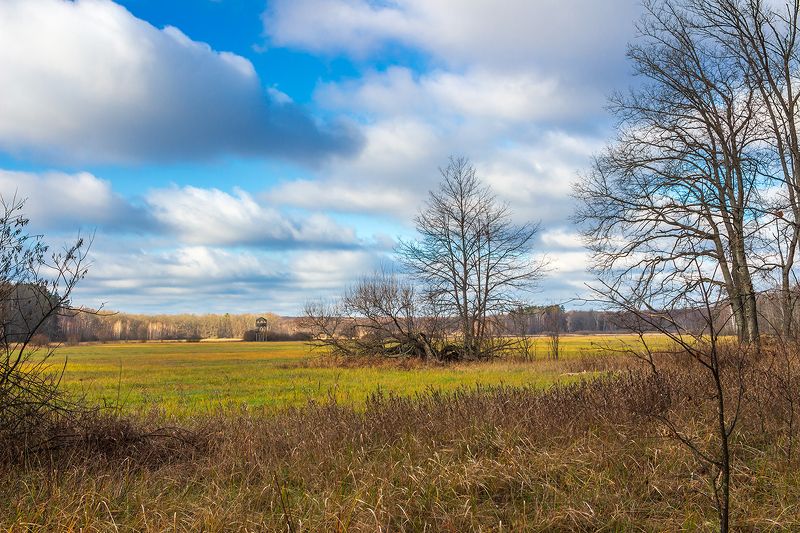 ноябрь, осень, природа, лес photo preview