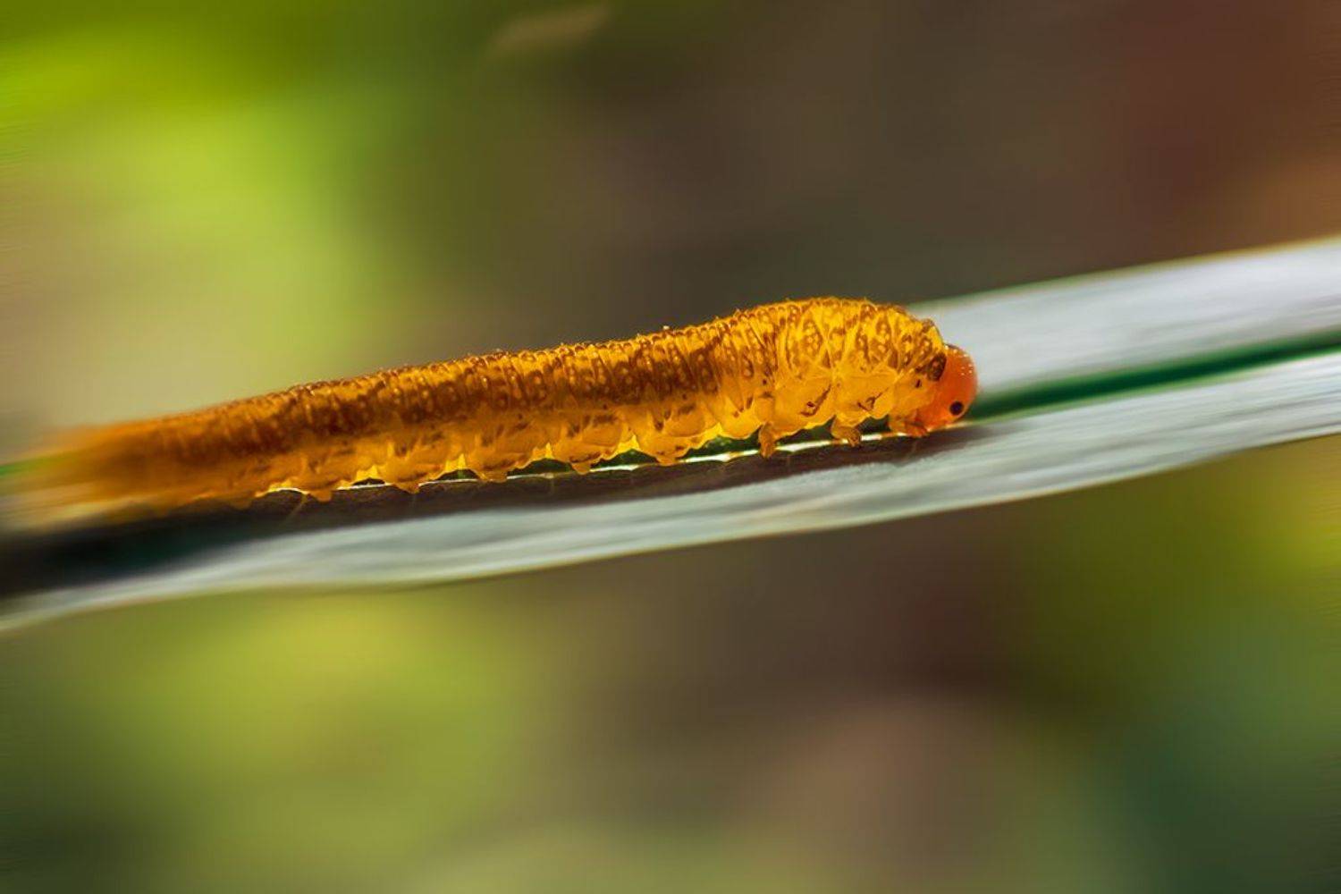 , Игорь Антипов