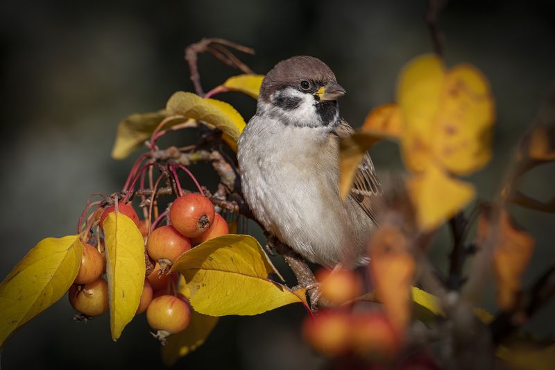 Полевой воробей   (Passer montanus)   Полевой воробей   (Passer montanus) photo preview