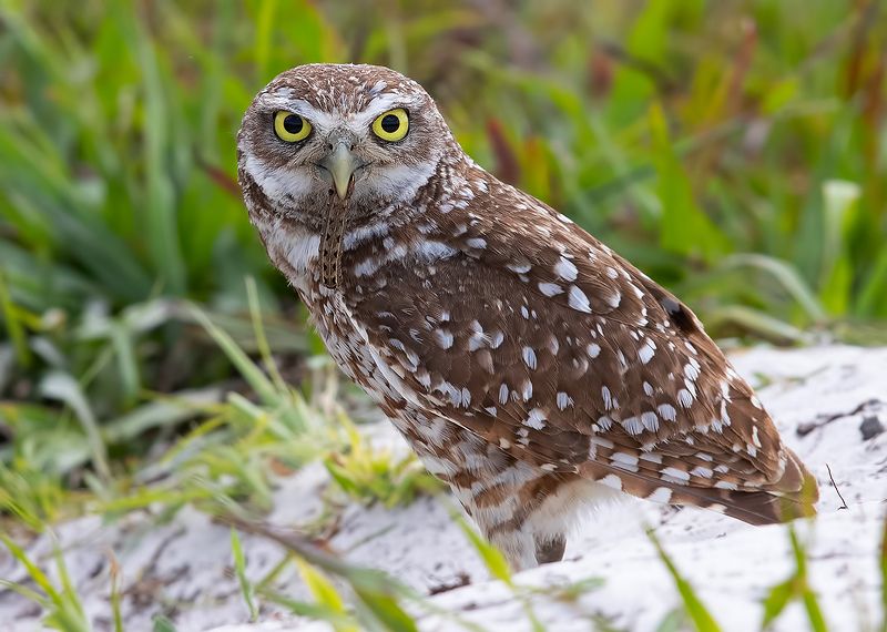 кроличий сыч, florida, burrowing owl, owl, флорида,сыч Burrowing Owl - Кроличий сыч с добычейphoto preview