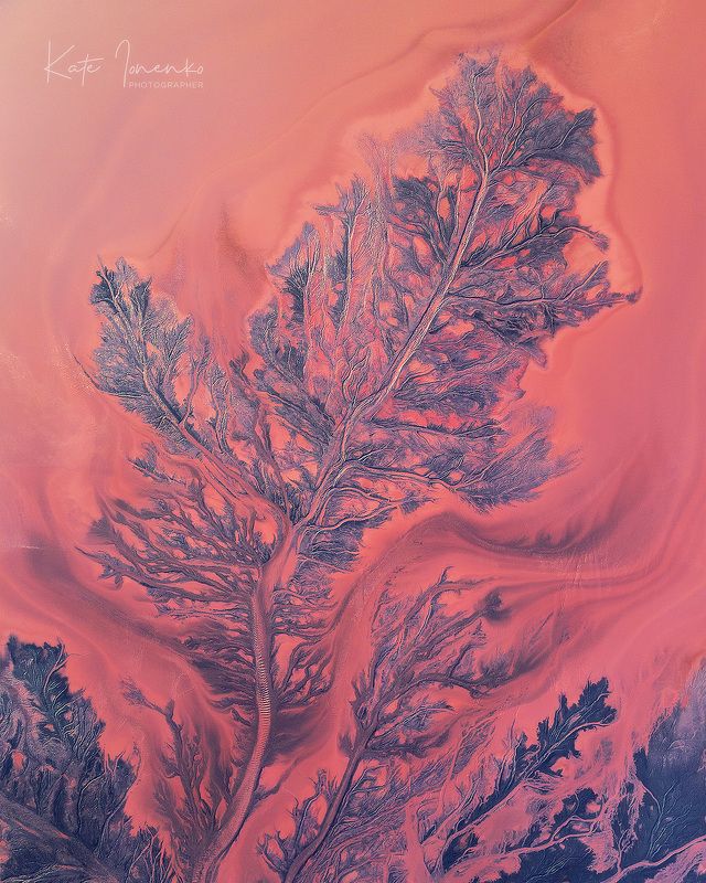 Дивные растения...photo preview