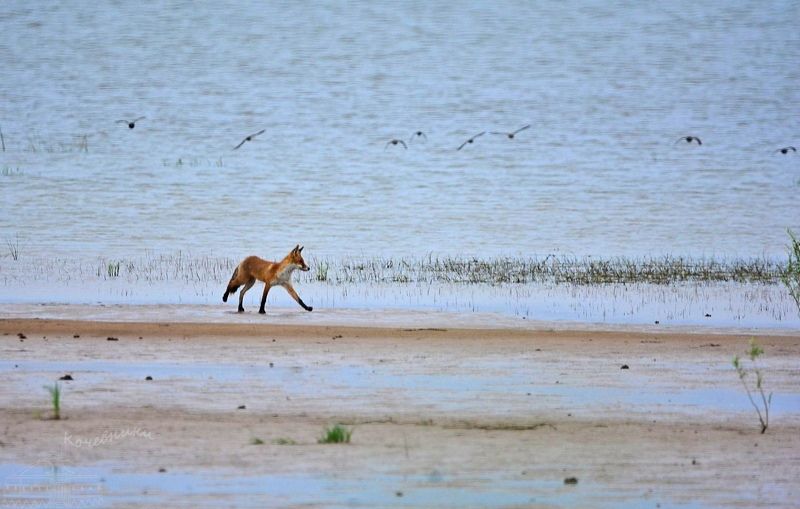 fox, wild nature, wildlife,лиса, дикие животные Young fox on the beachphoto preview