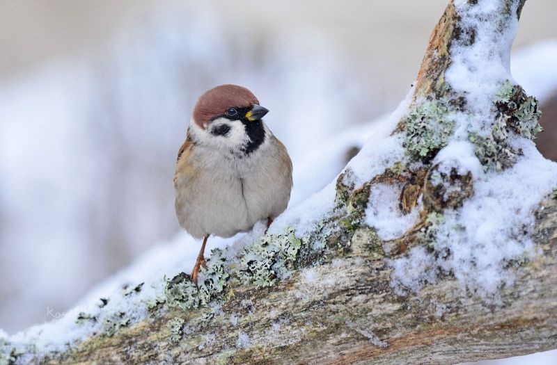 Любопытный воробейphoto preview