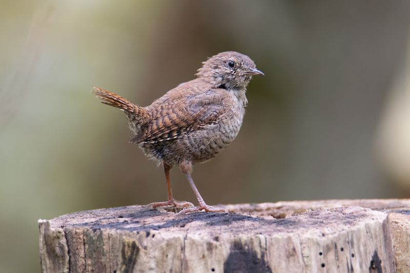 Мистер крапивникphoto preview