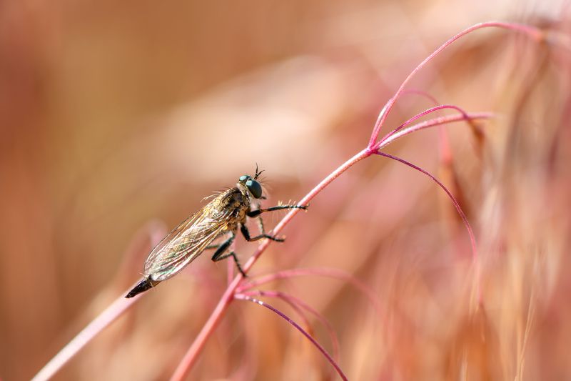 Sunbathesphoto preview