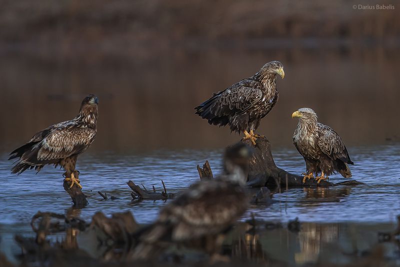 Орлан-белохвостphoto preview