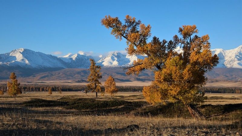 природа,осень,алтай,лиственницы,горы,курайскаястепь Октябрь в Курайской степиphoto preview