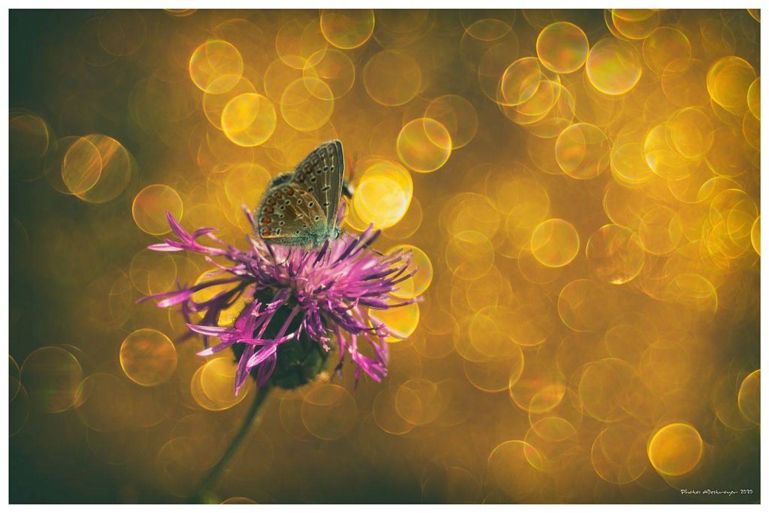 Angel Of The Morning. Автор: Ryszard Lal macro. nature, butterfly, close up, Ryszard Lal