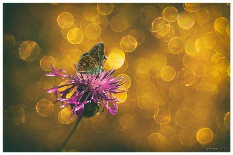 macro. nature, butterfly, close up Angel Of The Morningphoto preview