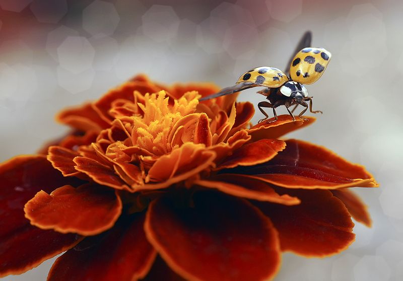 божья коровка,макро, Улечу на небоphoto preview