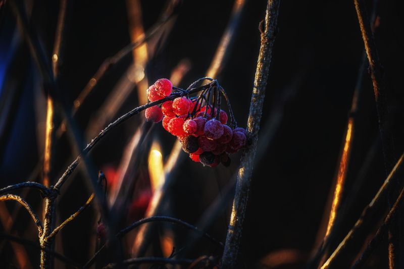 калина, заморозки, утро Первые заморозкиphoto preview