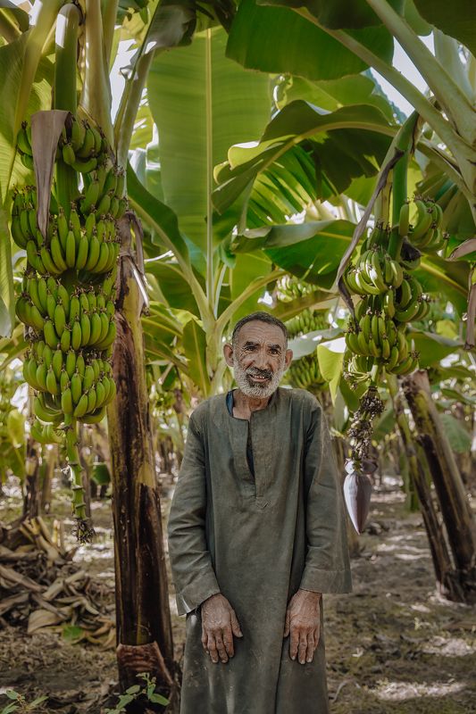 путешествие, египет, портрет, travel, egypt, репортаж, природа Египтянин в пальмовых рощахphoto preview