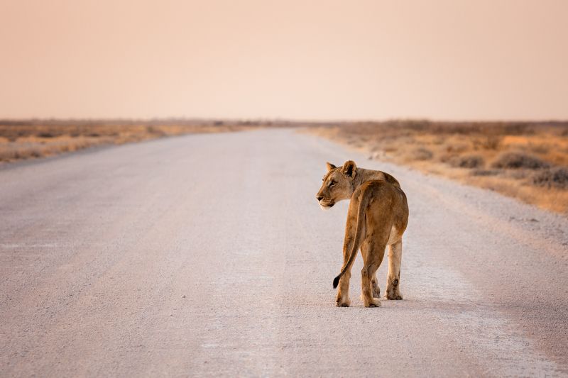 #Намибия #Этоша #львица #дорога #закат #национальный парк #etosha #namibia #africa # lioness #sunset Львицаphoto preview