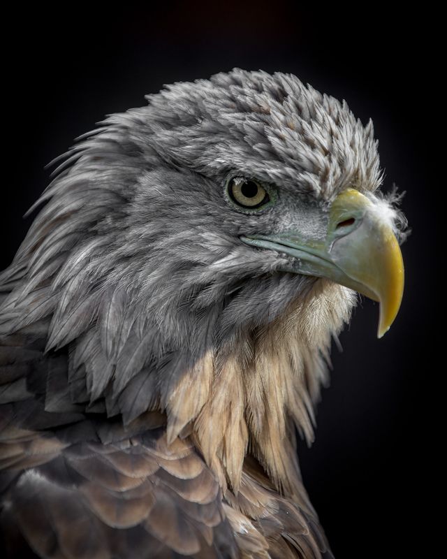 Портрет орла на закатеphoto preview