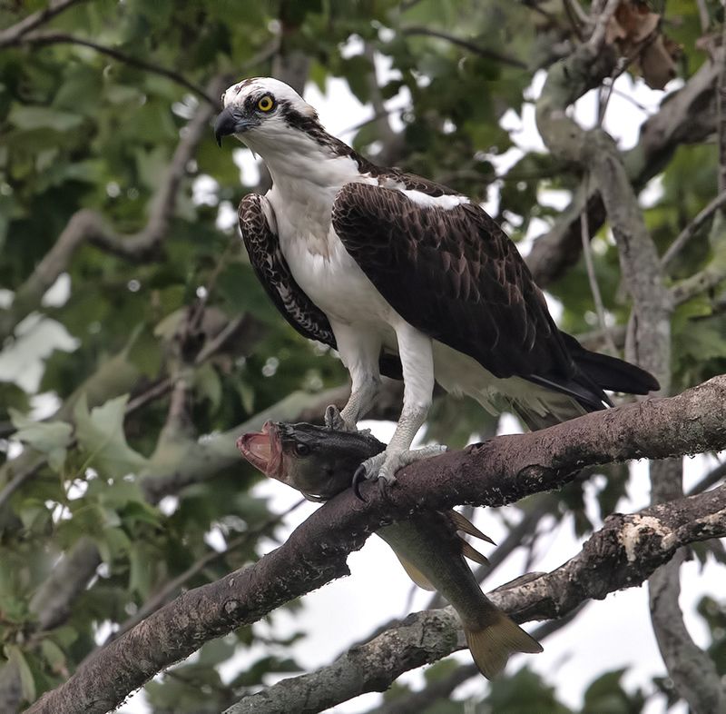 скопа, osprey, florida, флорида, хищные птицы, raptor Osprey with Prey -Скопа с добычейphoto preview