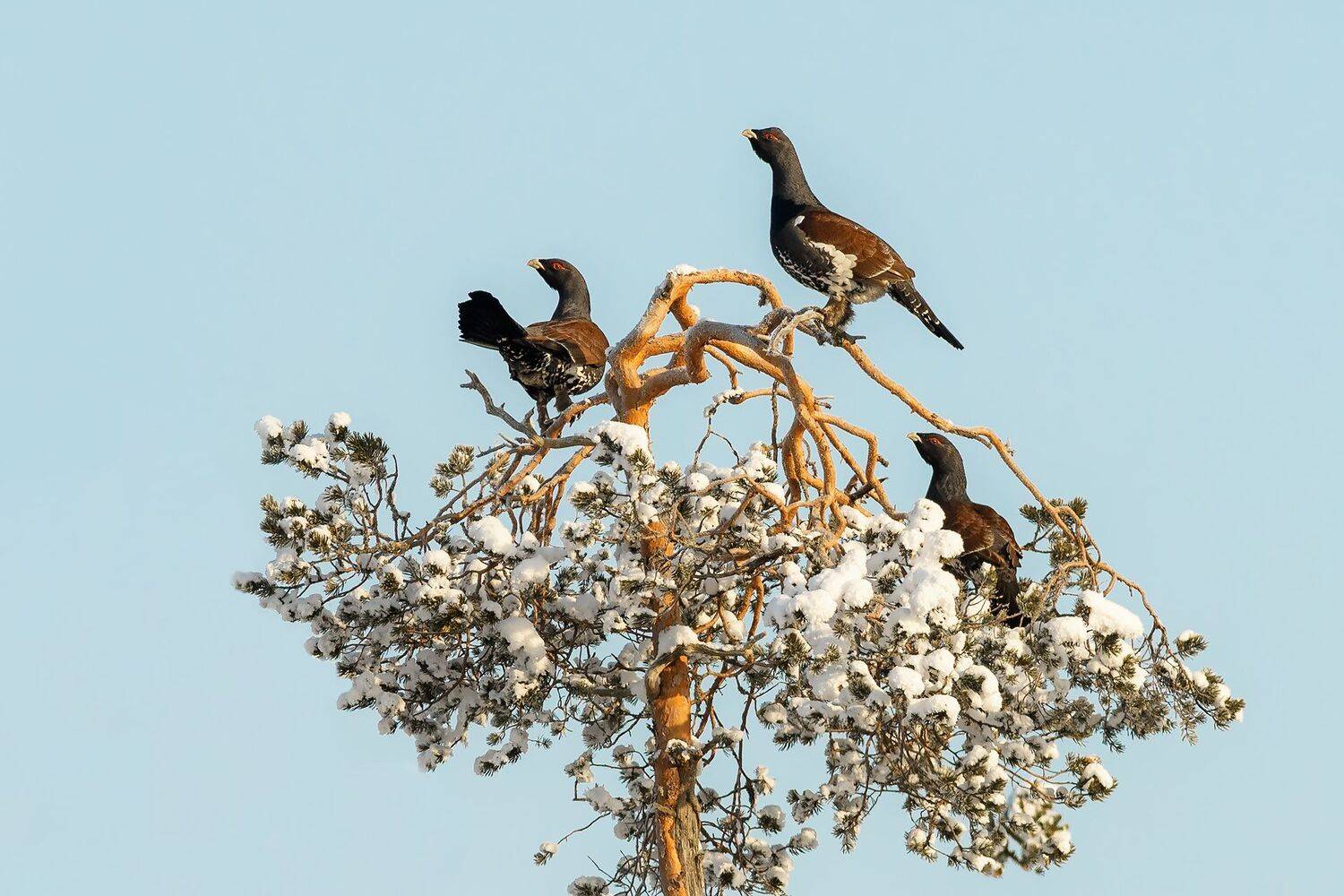 , Михаил Калинин