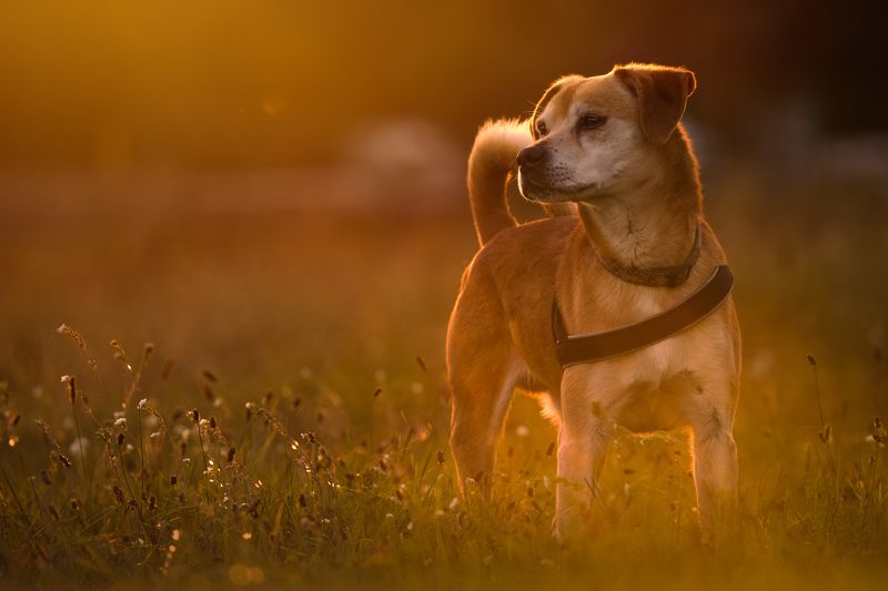 dog, dogs, animals, nature, shelter, adopt Among shelter wallsphoto preview