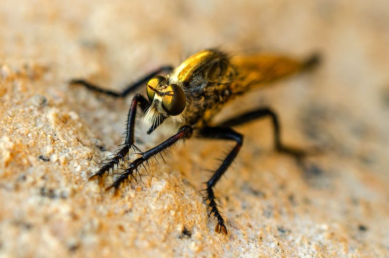 макро, насекомое, природа, муха, крылья Чудо-юдоphoto preview