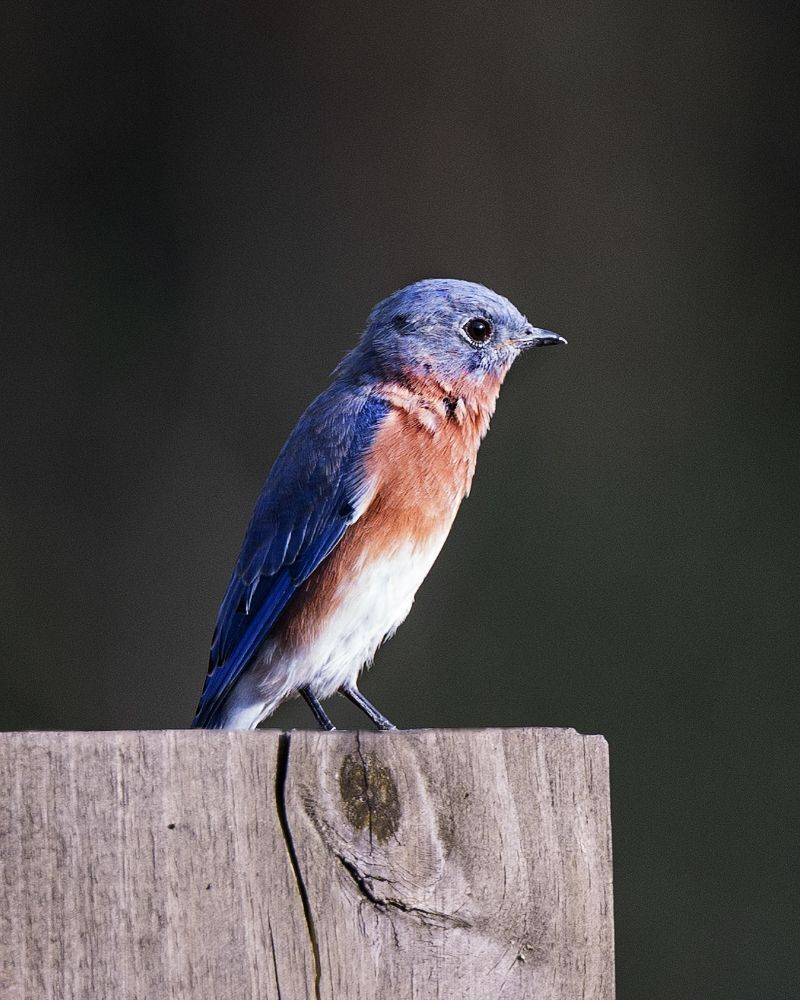 Восточная синяя птица, (Восточная сиалия). Автор: Леонид Дьяченко , Леонид Дьяченко