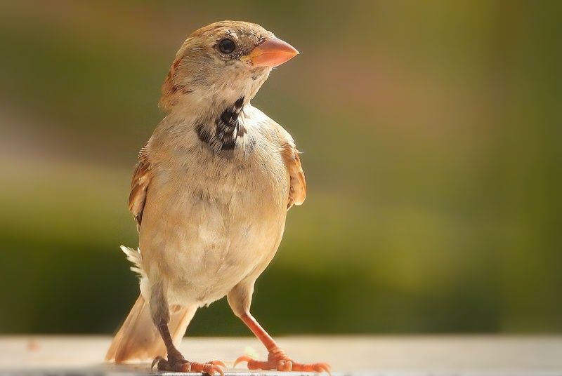 sparrowphoto preview